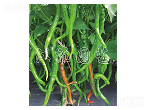 JYSL20-43-�����N��-�����@ˇ