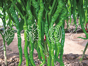 JYSL19-37-�����N��-�����@ˇ