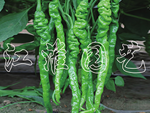 JYSL19-40-�����N��-�����@ˇ