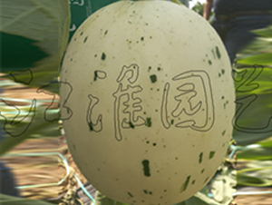 �۲�2̖(h��o)-��ϷN��-�����@ˇ