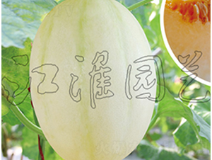 ���ی�5̖(h��o)-��ϷN��-�����@ˇ