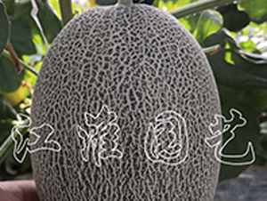 ������19̖(h��o)-��ϷN��-�����@ˇ