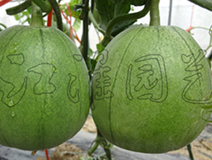 ���-��ϷN��-�����@ˇ