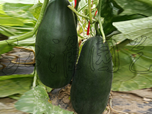 ����2̖-��ϷN��-�����@ˇ