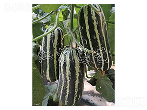 ����6̖-��ϷN��-�����@ˇ