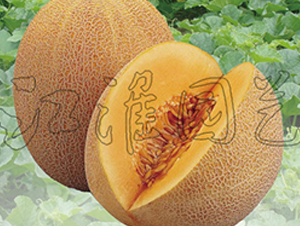 �W��5̖-��ϷN��-�����@ˇ