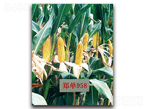 ����958-���׷N��-�����N��