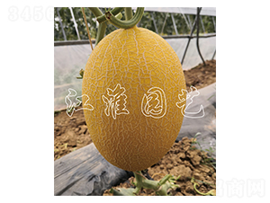 �t��2̖-��ϷN��-�����@ˇ