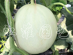 �y��3̖-��ϷN��-�����@ˇ