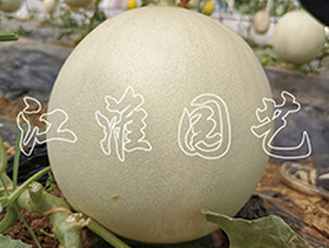 ���G��2̖-��ϷN��-�����@ˇ