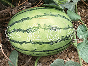 ׿Խ4̖-���ϷN��-�����@ˇ