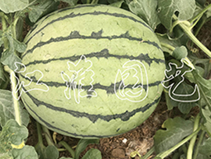 ׿Խ5̖-���ϷN��-�����@ˇ