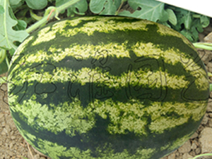 ���S3̖-���ϷN��-�����@ˇ