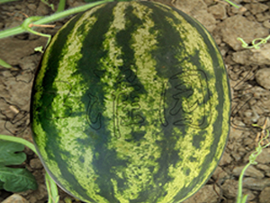 ���S5̖-���ϷN��-�����@ˇ