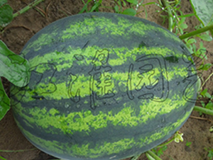 ���2̖-���ϷN��-�����@ˇ