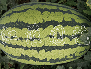 ��ˇ����2̖-���ϷN��-�����@ˇ