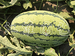 �G��988-���ϷN��-�����@ˇ