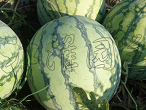 ����1̖-���ϷN��-�����@ˇ