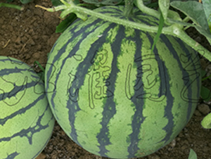 ����3̖-���ϷN��-�����@ˇ