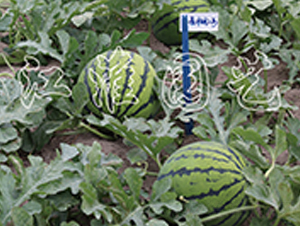 ����2̖-���ϷN��-�����@ˇ