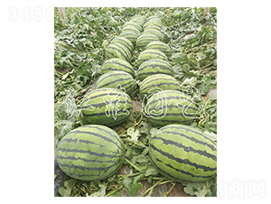 ����һ̖-���ϷN��-�����@ˇ