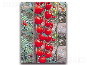 �ŵ���-���ѷN��-�|������