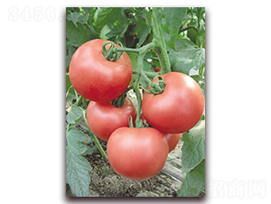 ���ߵ�-���ѷN��-�|������