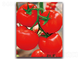 �P˹����-���ѷN��-�|������