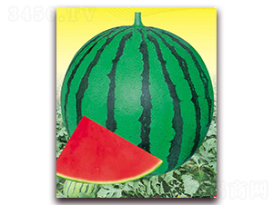 ��ϲһ̖-���ϷN��-�|������