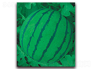 ���{-���ϷN��-�|������