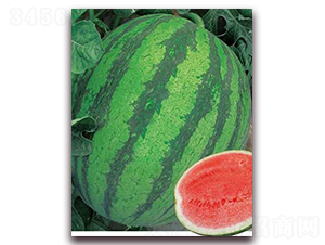 ����200-���ϷN��-�|������