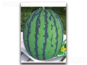 ���{һ̖-���ϷN��-�|������