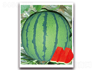 ��ϲ��̖-���ϷN��-�|������