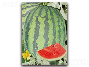 ��������-���ϷN��-�|������