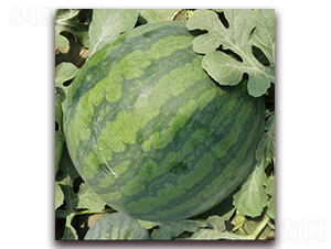 ����¡-���ϷN��-�|������