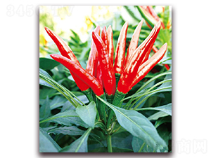 ����037-�����N��-�|������