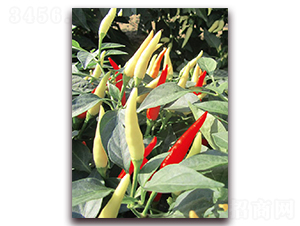 ������̖(h��o)-�����N��-�|������