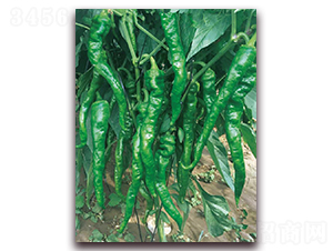 ����815-�����N��-�|������