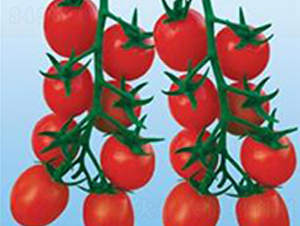 С����(T-9028)-���ѷN��-΢�ȷN�I(y��)