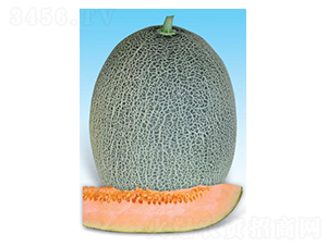 �t������̖-��ϷN��-΢�ȷN�I(y��)