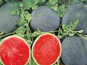 ī�t-���ϷN��-����N��