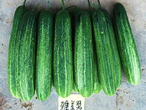 ������-�S�ϷN��-����N��