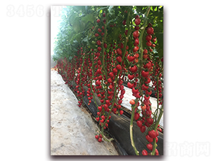 ����-���ѷN��-����N��