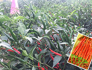 ������̖(h��o)-�����N��-����N��