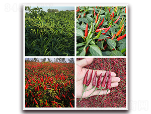 ������̖(h��o)-�����N��-����N��