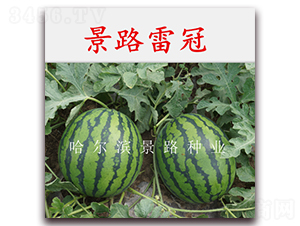 ��·�׹�-�����ϷN��-��·�N�I(y��)