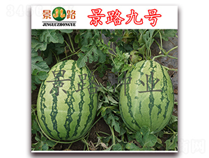 ��·��̖-�����ϷN��-��·�N�I(y��)