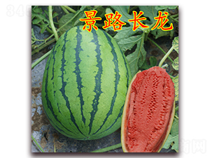 ��·�L(zh��ng)��-�����ϷN��-��·�N�I(y��)