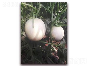 ����-��Ƥ��ϷN��-�����N��