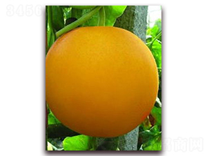 ����ɯ��-��Ƥ��ϷN��-�����N��